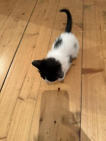 Pişiklər: Erkək, Dişi, Yaxşı əllərə — 5