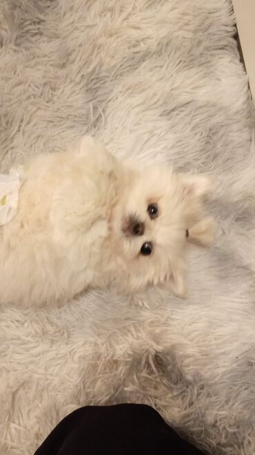 Pişiklər: Britan yastı qulaq, Erkək, Dişi, Yaxşı əllərə, Ünvandan götürmə, Pulsuz çatdırılma, Ödənişli çatdırılma — 43