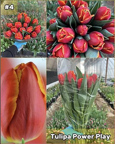 Организация мероприятий: Организация мероприятий | Букеты, флористика — 5