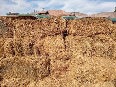 попугаи жако цена: Солома/сено в тюках - Прессованные прямоугольные тюки, удобные для