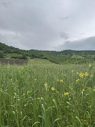 Torpaq sahələrinin satışı: 80 sot, Kənd təsərrüfatı, Mülkiyyətçi, Kupça (Çıxarış), Bələdiyyə — 12