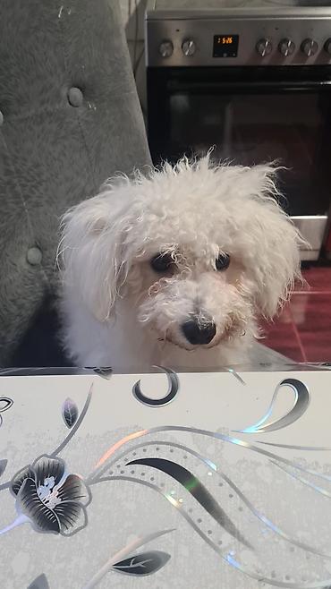 ovčari psi: Beli pahuljasti pas – verovatno Bichon/pudl tip – bele kovrdžave — 1