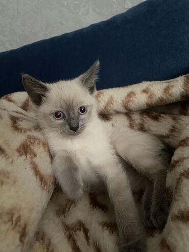 котята сибирской кошки: Сиамская, 2 месяца, Девочка, Серый, Приучена к лотку