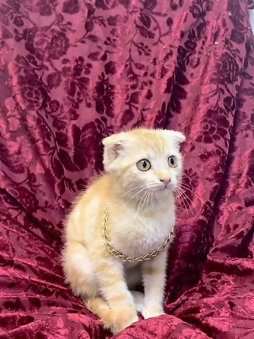 Кошки: Продается Шотландский вислоухий котёнок (скоттиш-фолд тип). Окрас — 2