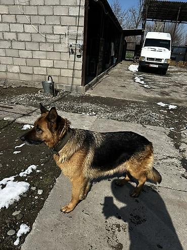 Продажа собак: Немецкая овчарка, классический черно‑рыжий окрас. Плотный подшерсток — 1