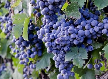 Şitillər: Üzüm tingləri – müxtəlif süfrə sortları Təsvir: - Seçmə süfrə üzüm — 16