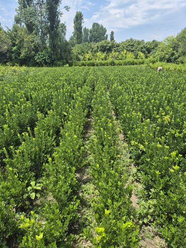 qizil gulun qiymeti: Buxus (Şimşir) tingləri – dekorativ kollar - Nəzarətlə yetişdirilmiş