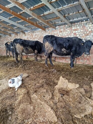 Коровы, быки: Продаю | Тёлка | Голштин, Швицкая | Для молока — 1