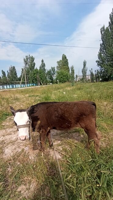 стельная корова: Продаю | | Алатауская