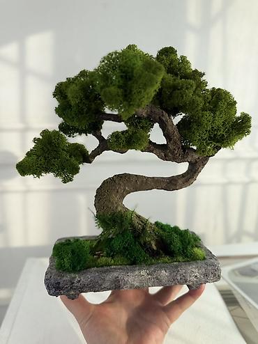 Декоративные цветы: Деревья-бонсай из натурального стабилизированного мха🌳 -это — 37