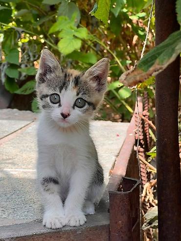 кошка регдолл: Котёнок трёхцветной окраски (белый с серо‑чёрными и рыжими пятнами) — 1