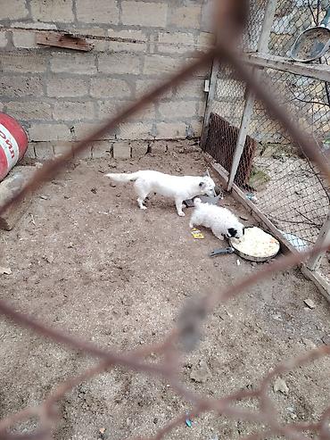 pomeranian boo satilir: Zvonok, 1 il, Dişi, Peyvəndli, Ünvandan götürmə — 4