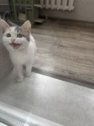 дом для кош: Кошка даром: Беспородная, 2 месяца, Девочка, Метис, Приучена к лотку, Проглистована