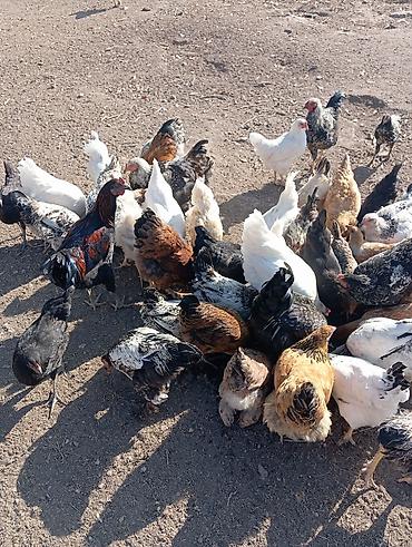 Продам с/х животных: Продаю | Куры | Домашняя | Для разведения — 2