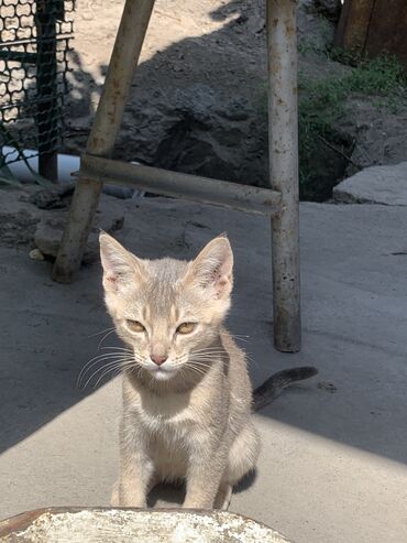 во сколько месяцев кастрировать кота: Отдам срочно котят в хорошие руки котятам уже 3 месяца ловят мышей