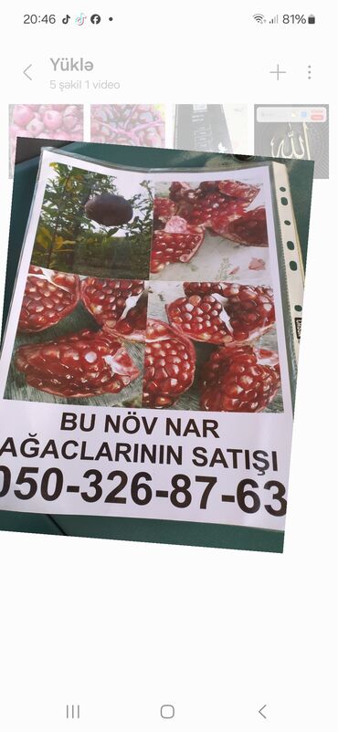 Digər bitkilər: Ela nov nar agaclarinin satisi elaqe nomresi