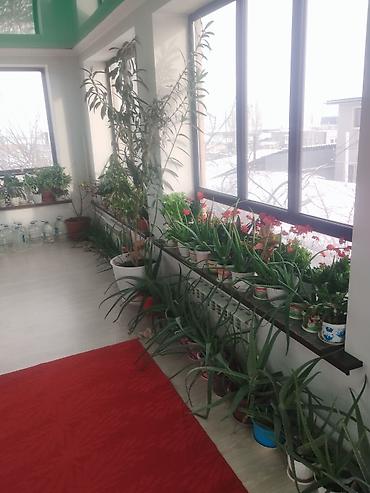 Другие комнатные растения: Продаю комнатные цветы герань, женское счастье, алое и ТД — 2