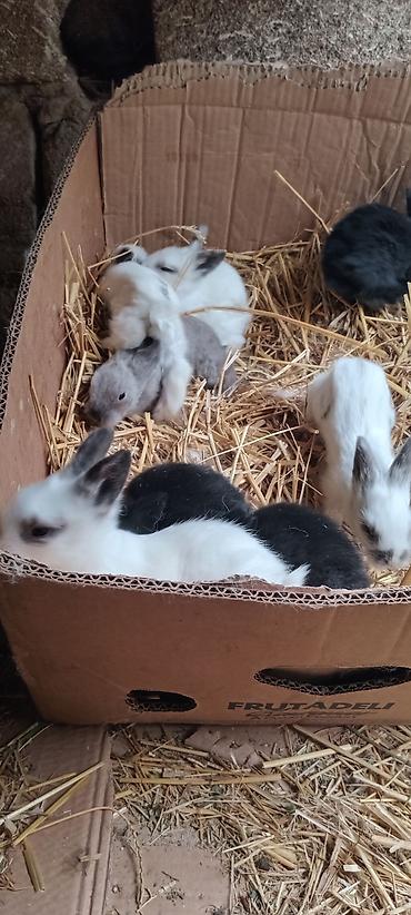 Dovşanlar: Temiz. qan. ankolka. balaları. satılır. 25 m — 1