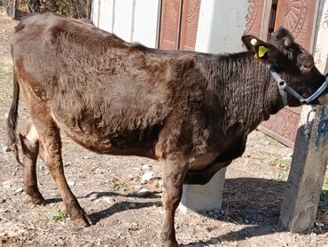 домики для котов: Сатам | Уй (ургаачы) | Алатоолук | Көбөйтүү үчүн, Сүт алуу үчүн | Бооз