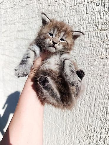 сибирские кошки: Котята мейн-кун!!!❤️❤️💙 Истинная красота рождается там, где природа — 5