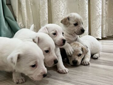 İtlər: Cek rassel teryer, 2 ay, Erkek, Ödənişli çatdırılma — 1