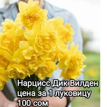 луковица тюльпана купить в Кыргызстан | Куплю дом: Луковицы нарциссов, гиацинтов, аллиум в продаже, Аламединский рынок
