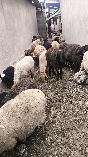 Баран, овца: Продаю | Овца (самка) | Полукровка | Для разведения | Матка — 10