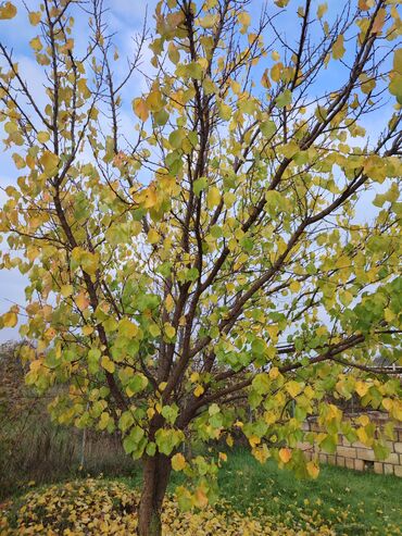 Torpaq sahələrinin satışı: Yalama kənd .məktəbin yani. parkin yani. su .işig .gaz gapidadir -da lalafo.az — 7 Torpaq sahələrinin satışı: Yalama kənd .məktəbin yani. parkin yani. su .işig .gaz gapidadir — 7