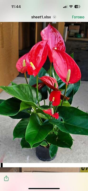 Женское счастье (Спатифиллюм): Спатифиллум (Spathiphyllum), крупное комнатное растение - Эффектный — 14