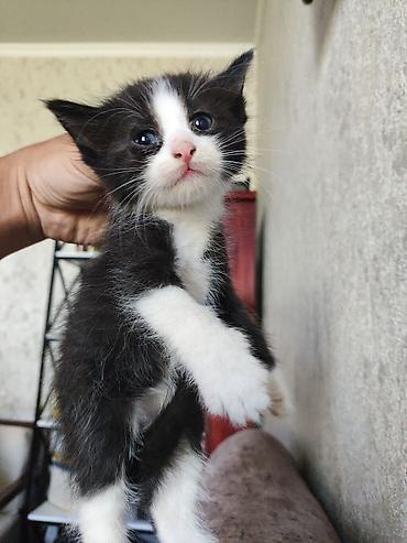 котята норвежской лесной кошки: Майнкун метисы Отец - дворовой крутыш🦁(крупный) Мать - Майнкун к — 5