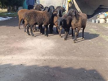 Баран, овца: Продаю | Овца (самка) | Для разведения | Ярка — 6