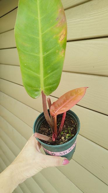 Филодендроны: Монстера Monstera 'Aurea Neon' / 'Lemon Lime'). Монстера Бульвазавр и — 16