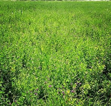 berde kiraye evler: 185 sot, Kənd təsərrüfatı, Mülkiyyətçi, Kupça (Çıxarış) — 1