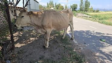 Коровы, быки: Продаю | Корова (самка) — 7