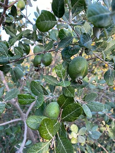 Divanlar: Künc divan, Açılmayan, Parça — 25