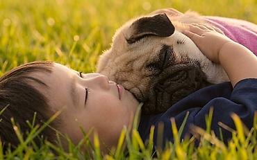Продажа собак: Мопс, 1 месяц, Самец, С прививкой — 3