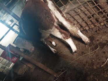 cins ineklerin satisi 2018: Dana, buzov, Dişi, ay: 8, Südlük