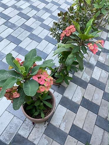 ярки: Молочай Миля (Euphorbia milii) в горшке. - Декоративно-цветущее — 3