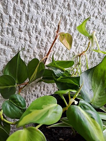 Ostale kućne biljke: Crassula Ovata, Drvo Novca, velika biljka sa prve, druge i trece je — 18
