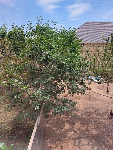 hovuzlu bağ evi: 4 otaqlı, 120 kv. m, Yeni təmirli — 1