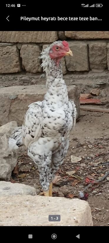 Inəklər, öküzlər: Xoruz, Heyratı, il: <1, Ünvandan götürmə