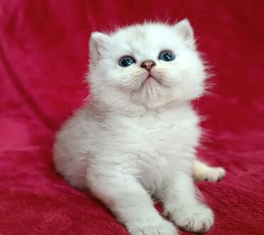 шотландская вислоухая котенок: Предлагается к предварительному резерву шикарный шотландский котенок