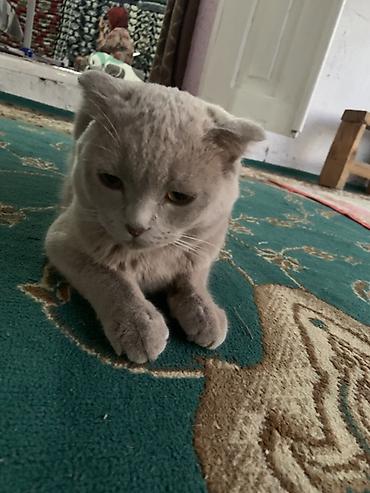 кошки бишкек купить: Шотландская вислоухая кошка (Scottish Fold) - Окрас: ровный — 1