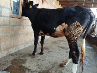 Коровы, быки: Теленок, Самка, месяцев: 2, 170 кг, Для разведения, Для молока, Для мяса, Самовывоз