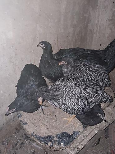erkey pisik adlari: Toyuq, Yumurtalıq — 3