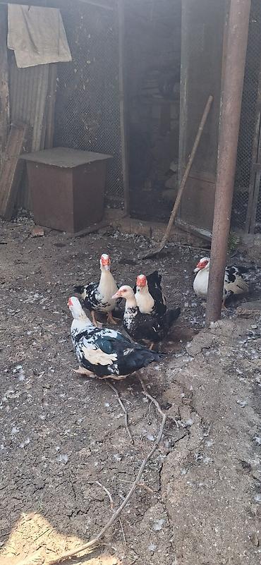 Ördəklər: Musk ördəkləri (indoutka) – qara-ağ ləkəli rəngdə sürü 15-20man - — 1