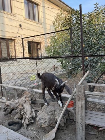 в связи с переездом отдам попугая жако в добрые руки: Сатам | Улак | Аргын | Көбөйтүү үчүн | Асыл тукумдуу