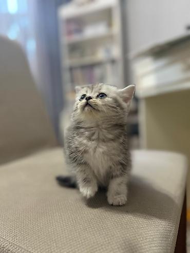 Pişiklər: Britan, Ünvandan götürmə — 4