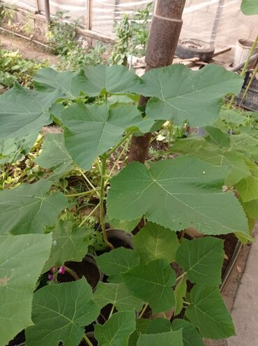 Ağaclar: Pavloniya (Adəm agaclar)satılır .her ölçüdə ağaclar var 5 manatdan 25 -da lalafo.az — 4 Ağaclar: Pavloniya (Adəm agaclar)satılır .her ölçüdə ağaclar var 5 manatdan 25 — 4