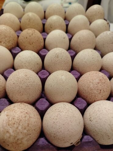 mayalı yumurtalar: Mayalı Hinduşka yumurtası